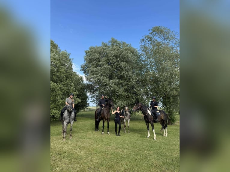 Media sangre polaco Caballo castrado 4 años 170 cm Pío in Santok