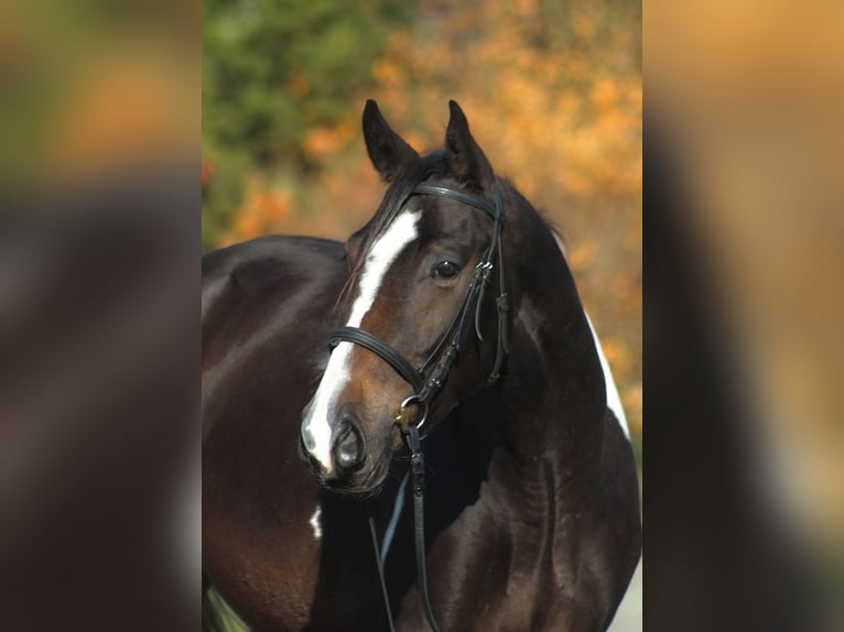 Media sangre polaco Caballo castrado 4 años 170 cm Pío in Santok