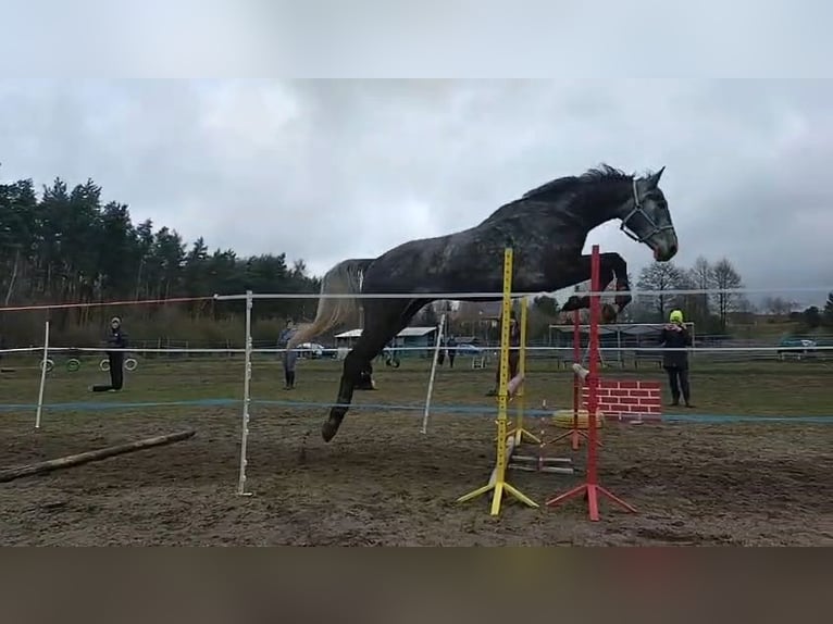 Media sangre polaco Caballo castrado 4 años 170 cm Tordo in Zakrzyce