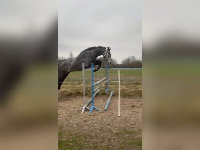 Media sangre polaco Caballo castrado 4 años 170 cm Tordo in Zakrzyce