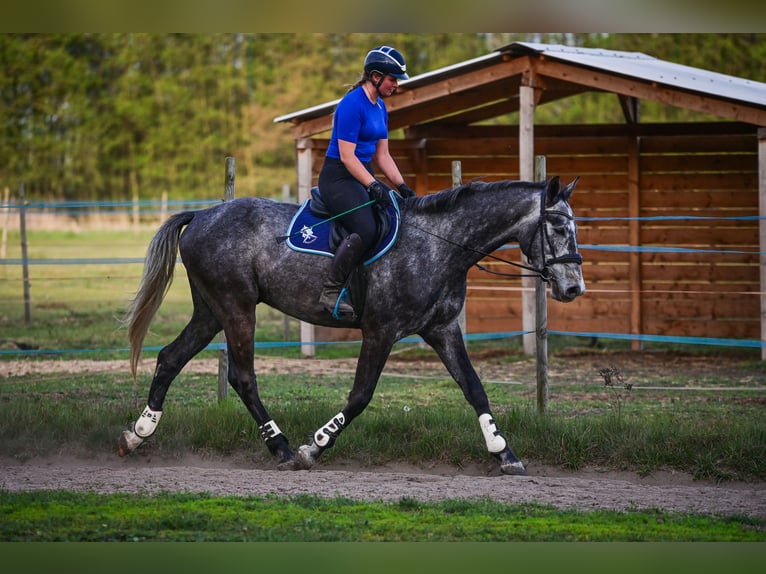 Media sangre polaco Caballo castrado 4 años 170 cm Tordo in Zakrzyce