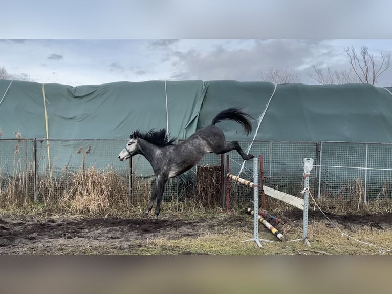 Media sangre polaco Caballo castrado 4 años 171 cm Tordo in Santok