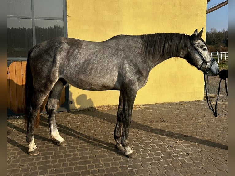 Media sangre polaco Caballo castrado 4 años 171 cm Tordo in Santok