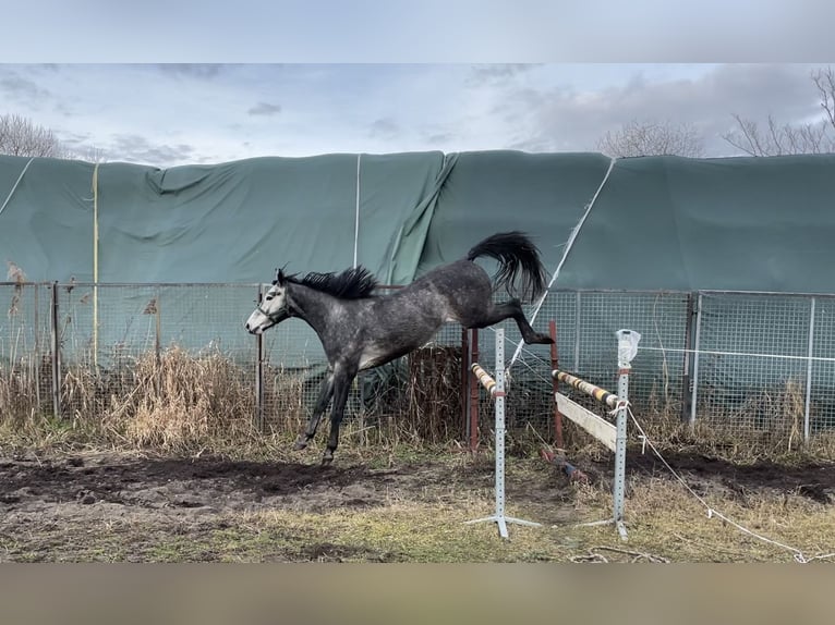 Media sangre polaco Caballo castrado 4 años 171 cm Tordo in Santok