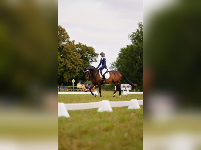 Media sangre polaco Caballo castrado 4 años 173 cm Castaño oscuro in Sulbiny