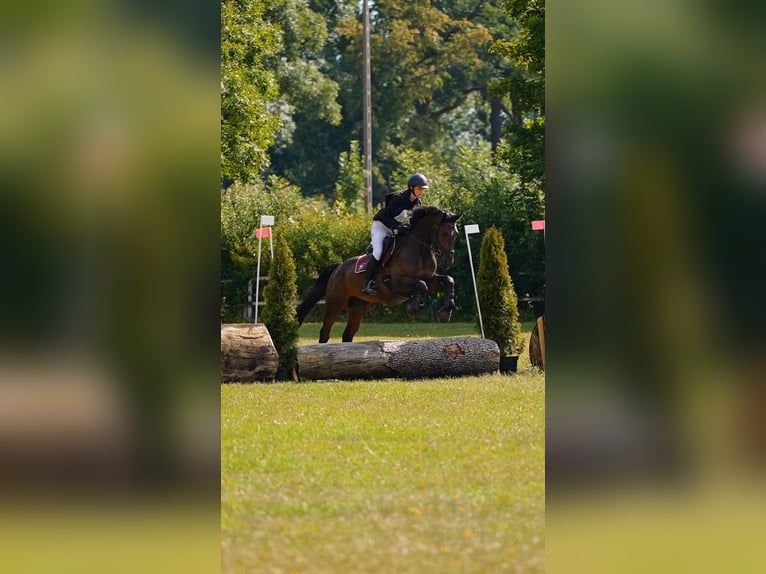 Media sangre polaco Caballo castrado 4 años 173 cm Castaño oscuro in Sulbiny