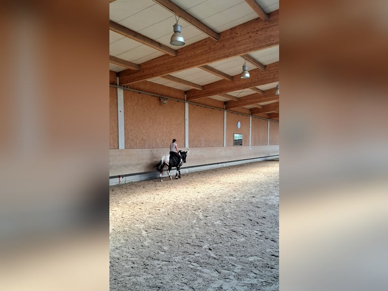 Media sangre polaco Caballo castrado 5 años 154 cm Pío in Baindt