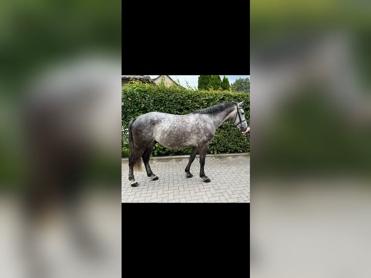 Media sangre polaco Caballo castrado 5 años 155 cm Tordo in Einbeck