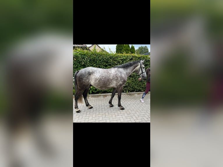 Media sangre polaco Caballo castrado 5 años 155 cm Tordo in Einbeck