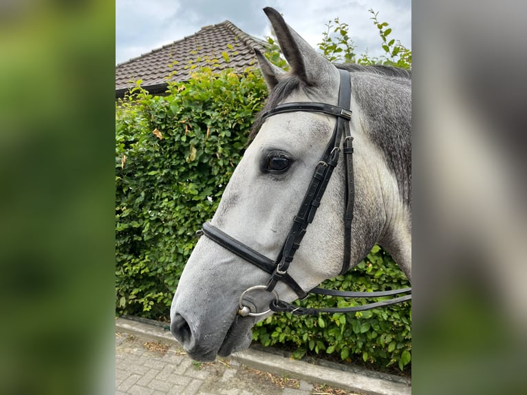 Media sangre polaco Caballo castrado 5 años 155 cm Tordo in Einbeck