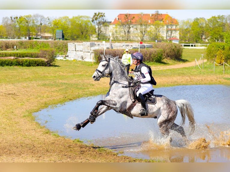 Media sangre polaco Caballo castrado 5 años 163 cm Tordo in Koszalin