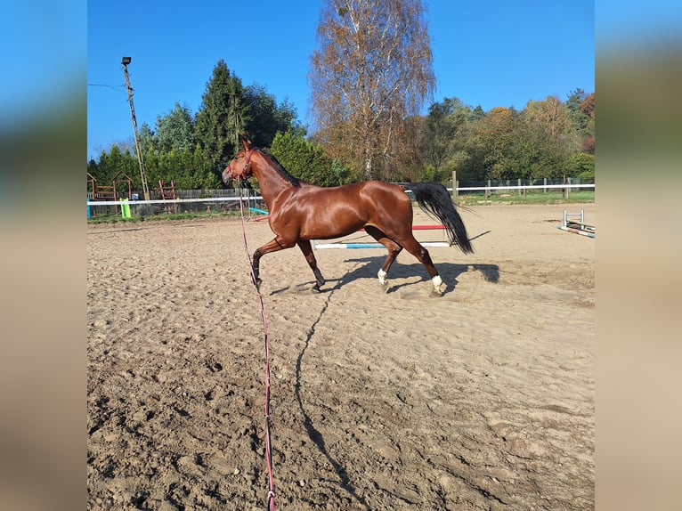 Media sangre polaco Caballo castrado 5 años 164 cm Castaño in Łaziska Górne