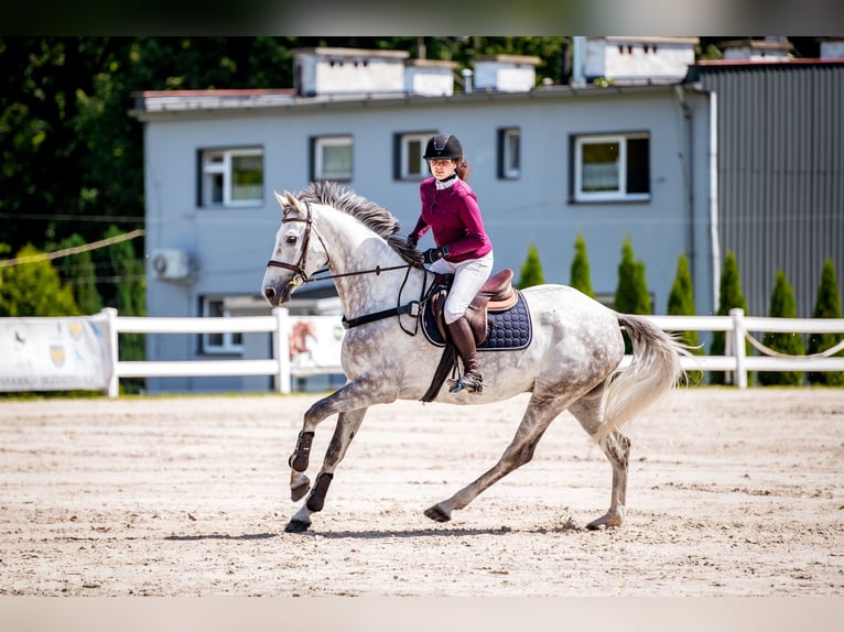 Media sangre polaco Caballo castrado 5 años 166 cm Tordo in NYSA