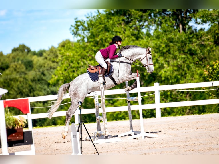 Media sangre polaco Caballo castrado 5 años 166 cm Tordo in NYSA