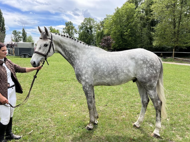 Media sangre polaco Caballo castrado 5 años 166 cm Tordo in NYSA