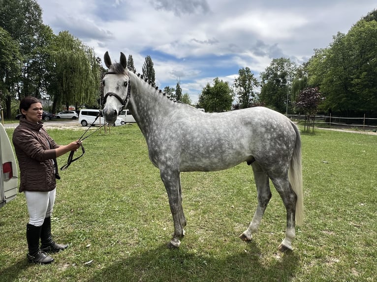 Media sangre polaco Caballo castrado 5 años 166 cm Tordo in NYSA