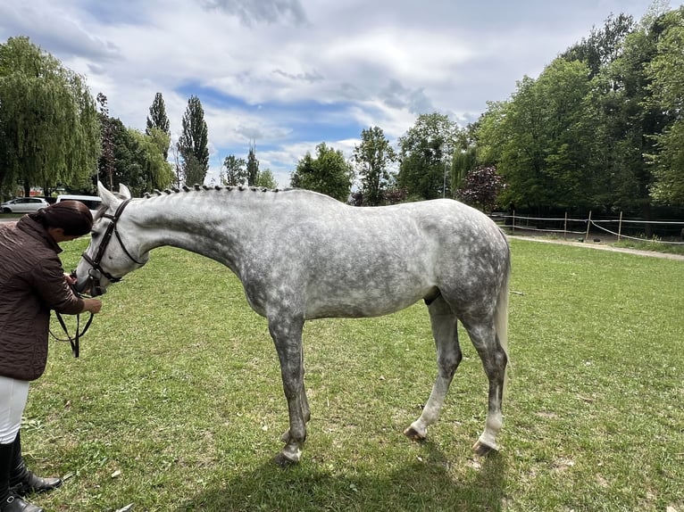 Media sangre polaco Caballo castrado 5 años 166 cm Tordo in NYSA