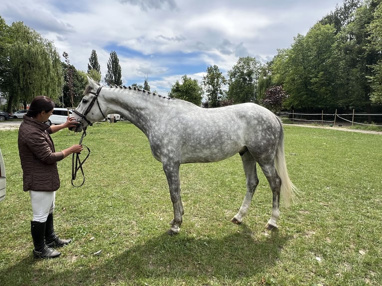 Media sangre polaco Caballo castrado 5 años 166 cm Tordo in NYSA