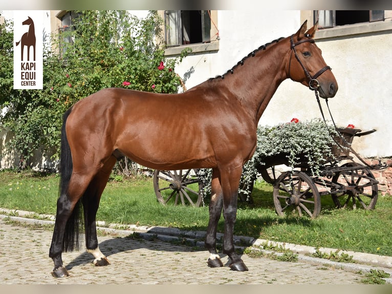 Media sangre polaco Caballo castrado 5 años 167 cm Castaño in Wałbrzych