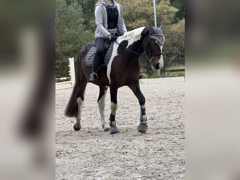 Media sangre polaco Caballo castrado 5 años 167 cm Pío in Burgwedel