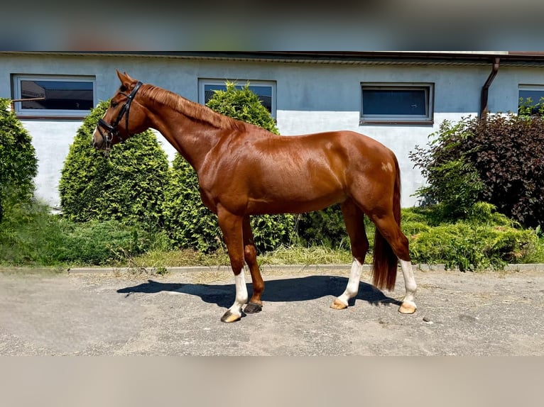 Media sangre polaco Caballo castrado 5 años 168 cm Alazán in Stryk&#xF3;w