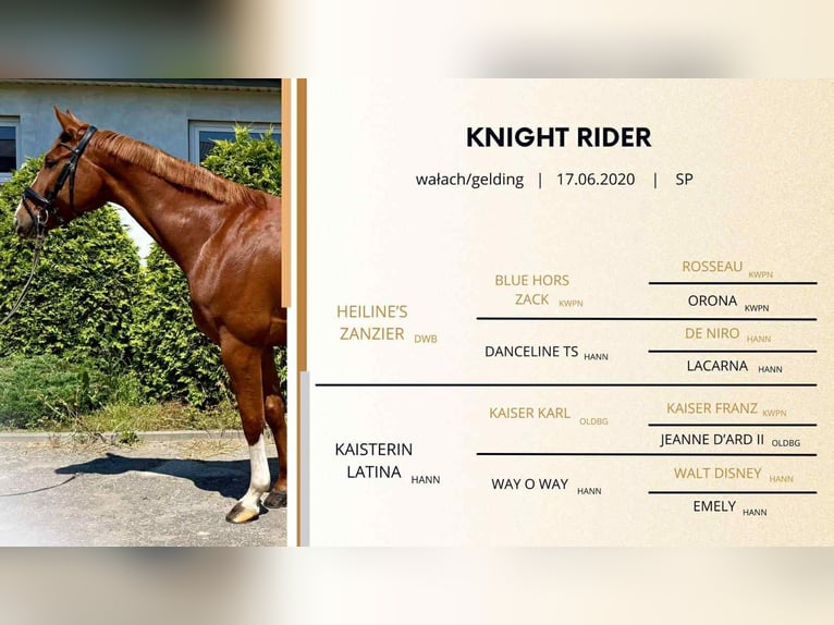 Media sangre polaco Caballo castrado 5 años 168 cm Alazán in Stryk&#xF3;w