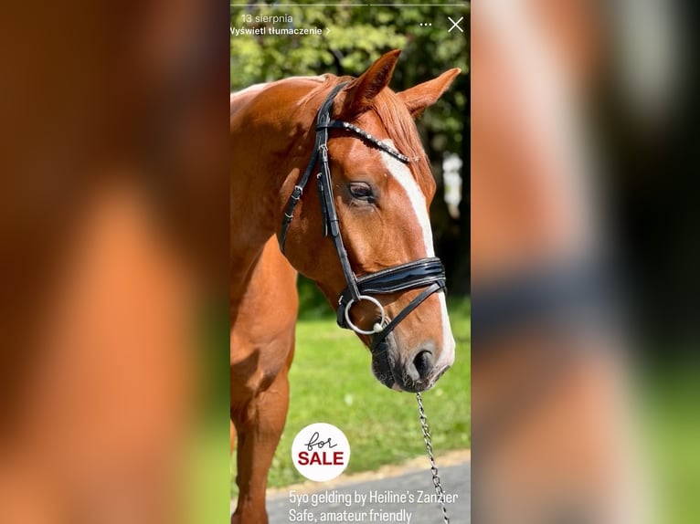 Media sangre polaco Caballo castrado 5 años 168 cm Alazán in Stryk&#xF3;w