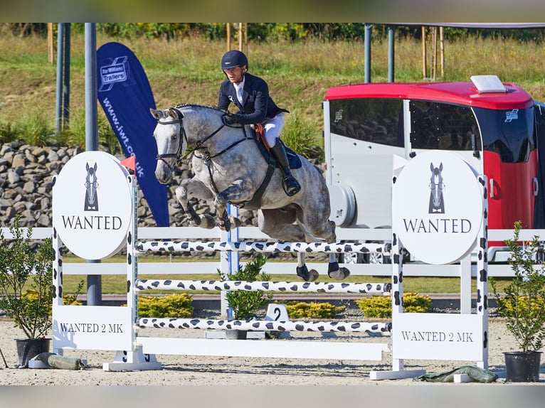 Media sangre polaco Caballo castrado 5 años 168 cm Tordo rodado in Pierściec