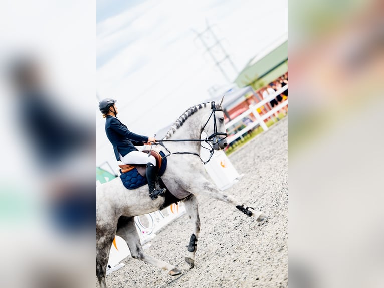 Media sangre polaco Caballo castrado 5 años 168 cm Tordo rodado in Pierściec