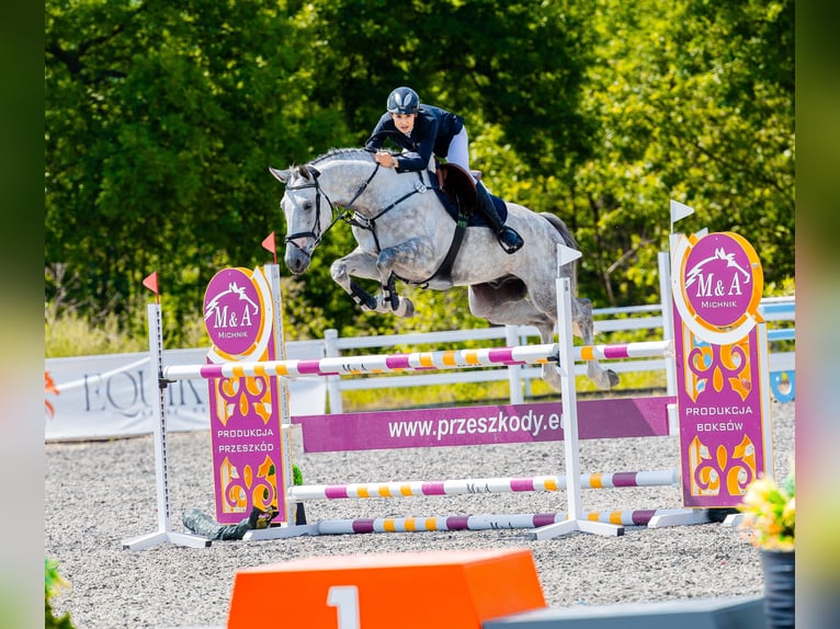 Media sangre polaco Caballo castrado 5 años 168 cm Tordo rodado in Pierściec