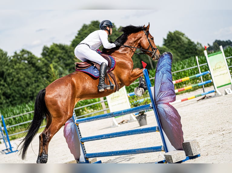 Media sangre polaco Caballo castrado 5 años 176 cm Castaño in korpysy