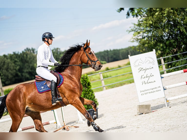 Media sangre polaco Caballo castrado 5 años 176 cm Castaño in korpysy