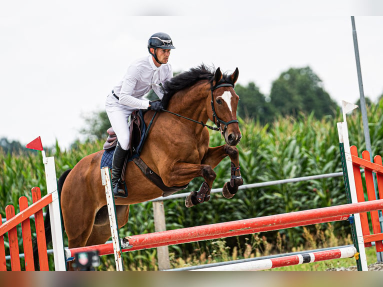 Media sangre polaco Caballo castrado 5 años 176 cm Castaño in korpysy