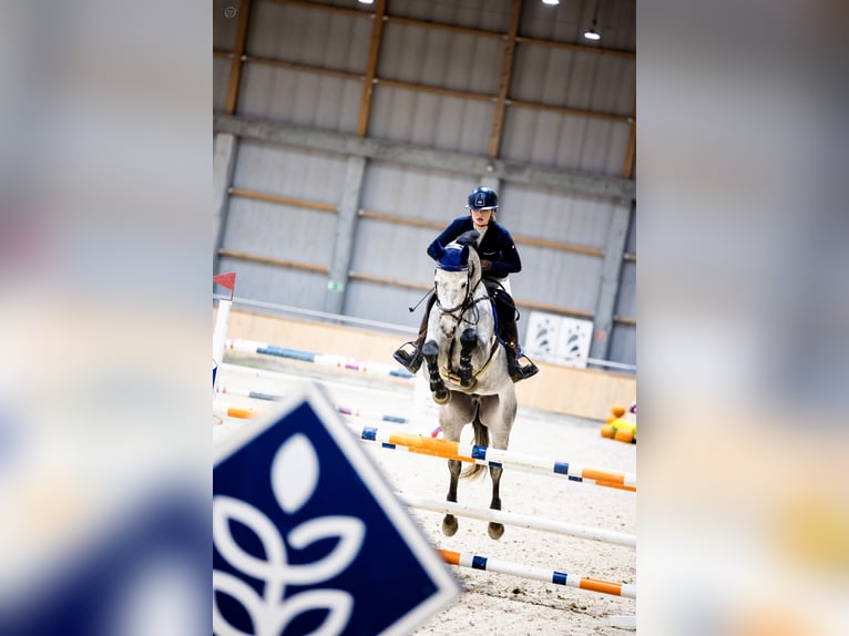 Media sangre polaco Caballo castrado 5 años Tordo in Gdynia