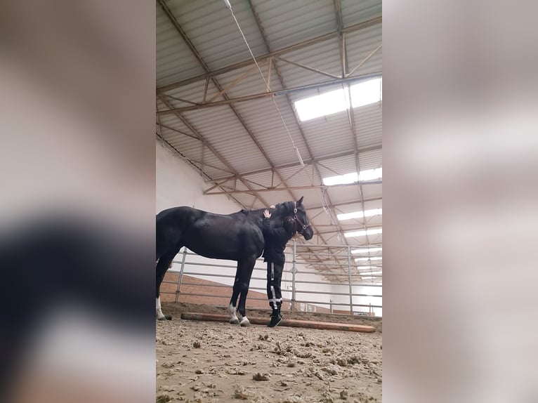 Media sangre polaco Caballo castrado 6 años 165 cm Negro in Lasocice