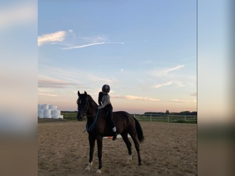 Media sangre polaco Caballo castrado 6 años 165 cm Negro in Lasocice