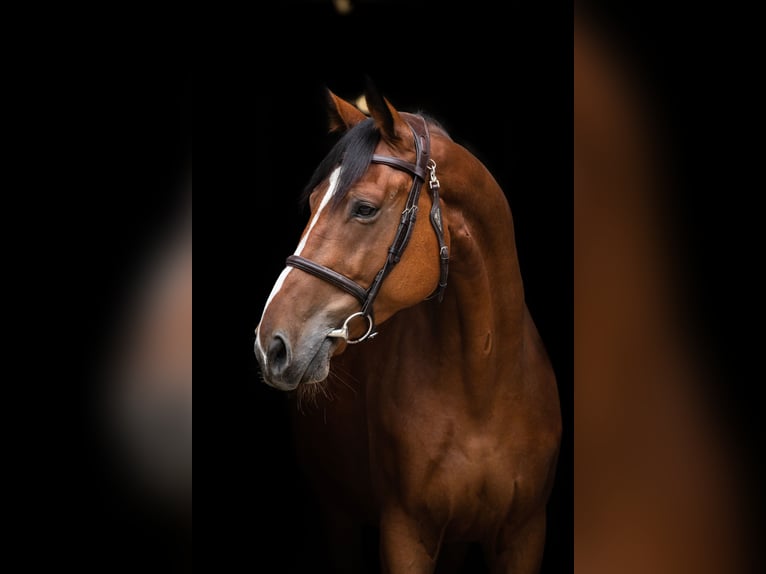 Media sangre polaco Caballo castrado 6 años 167 cm Castaño in Pobiedziska