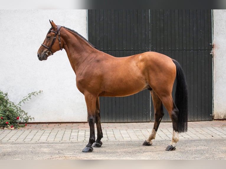 Media sangre polaco Caballo castrado 6 años 167 cm Castaño in Pobiedziska