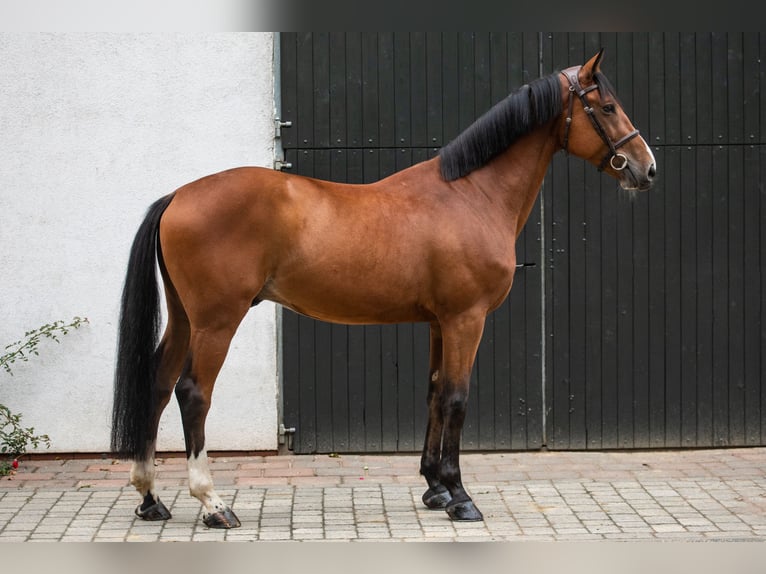 Media sangre polaco Caballo castrado 6 años 167 cm Castaño in Pobiedziska