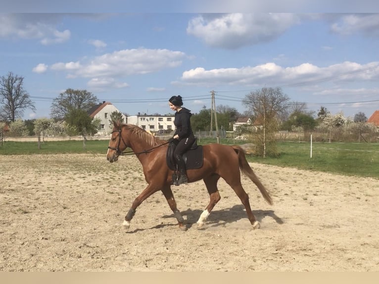 Media sangre polaco Caballo castrado 6 años 168 cm Alazán in Wawelno