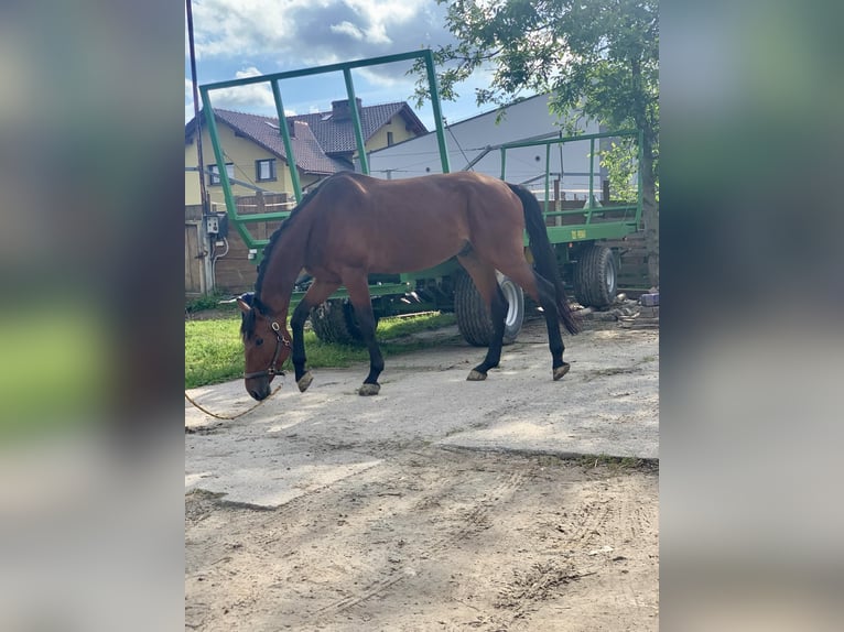 Media sangre polaco Caballo castrado 6 años 173 cm Castaño rojizo in Pszczyna