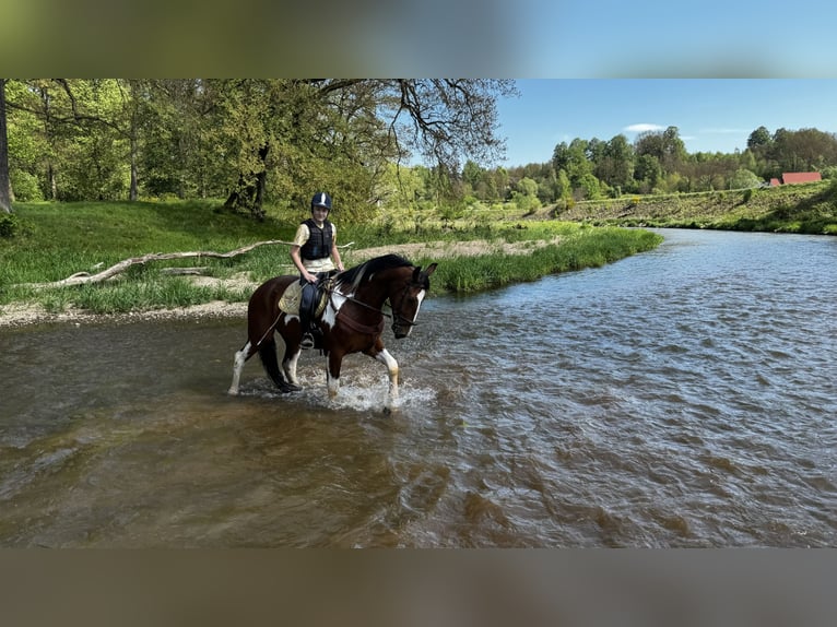 Media sangre polaco Caballo castrado 6 años 173 cm Pío in Nowogrodziec