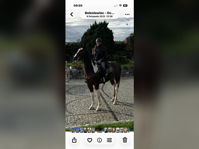 Media sangre polaco Caballo castrado 6 años 173 cm Pío in Nowogrodziec