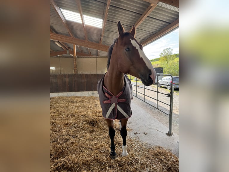 Media sangre polaco Caballo castrado 6 años 175 cm Castaño in Lohmar