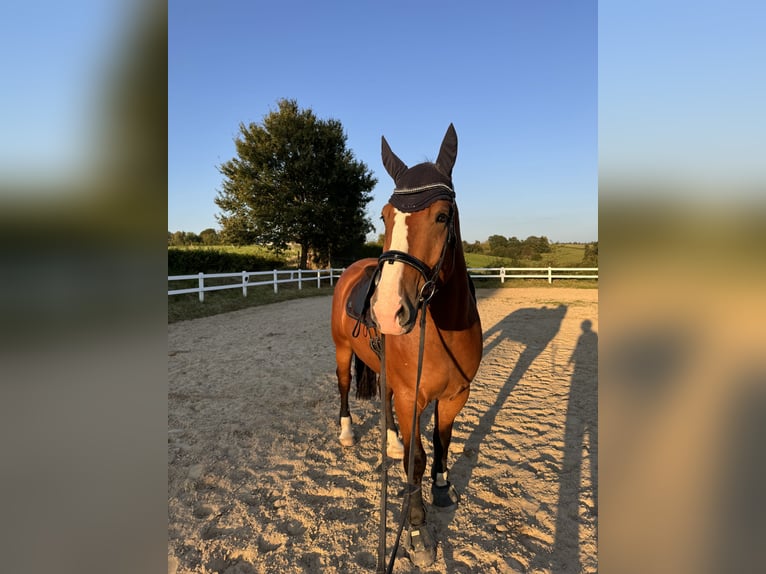 Media sangre polaco Caballo castrado 6 años 175 cm Castaño in Lohmar