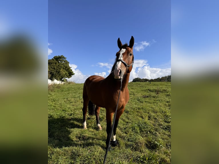 Media sangre polaco Caballo castrado 6 años 175 cm Castaño in Lohmar