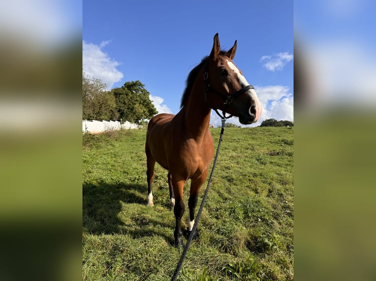 Media sangre polaco Caballo castrado 6 años 175 cm Castaño in Lohmar