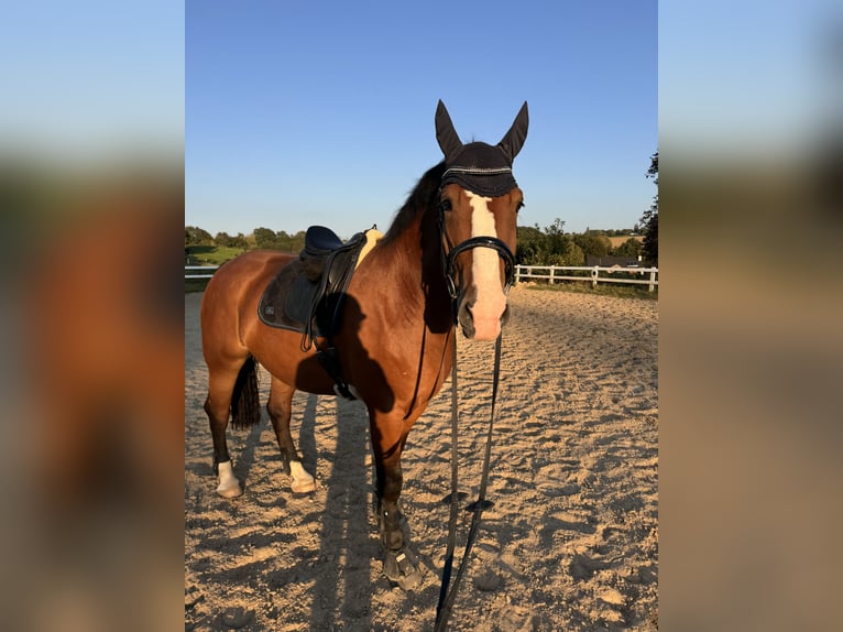 Media sangre polaco Caballo castrado 6 años 175 cm Castaño in Lohmar