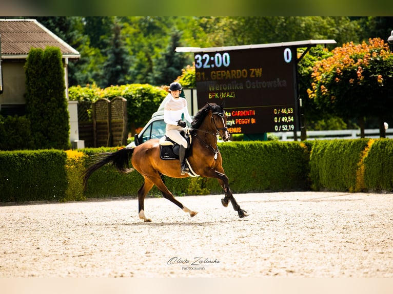 Media sangre polaco Caballo castrado 6 años 177 cm Castaño oscuro in Stanis&#x142;aw&#xF3;w Drugi
