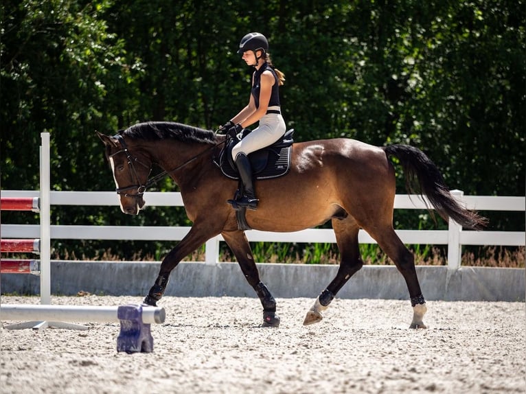 Media sangre polaco Caballo castrado 6 años 178 cm Castaño rojizo in &#x17B;ywiec